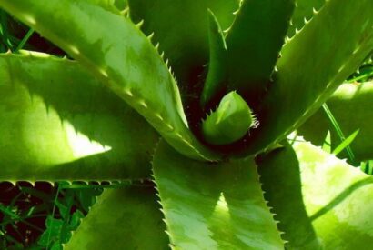 Thumbnail for “Unknown and Surprising Facts of Aloe Vera”