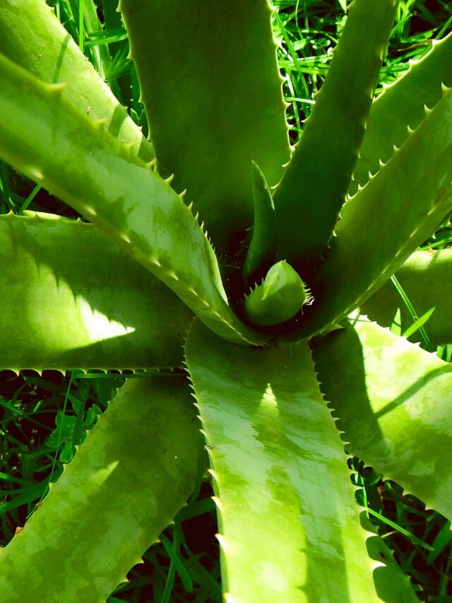 “Unknown and Surprising Facts of Aloe Vera”